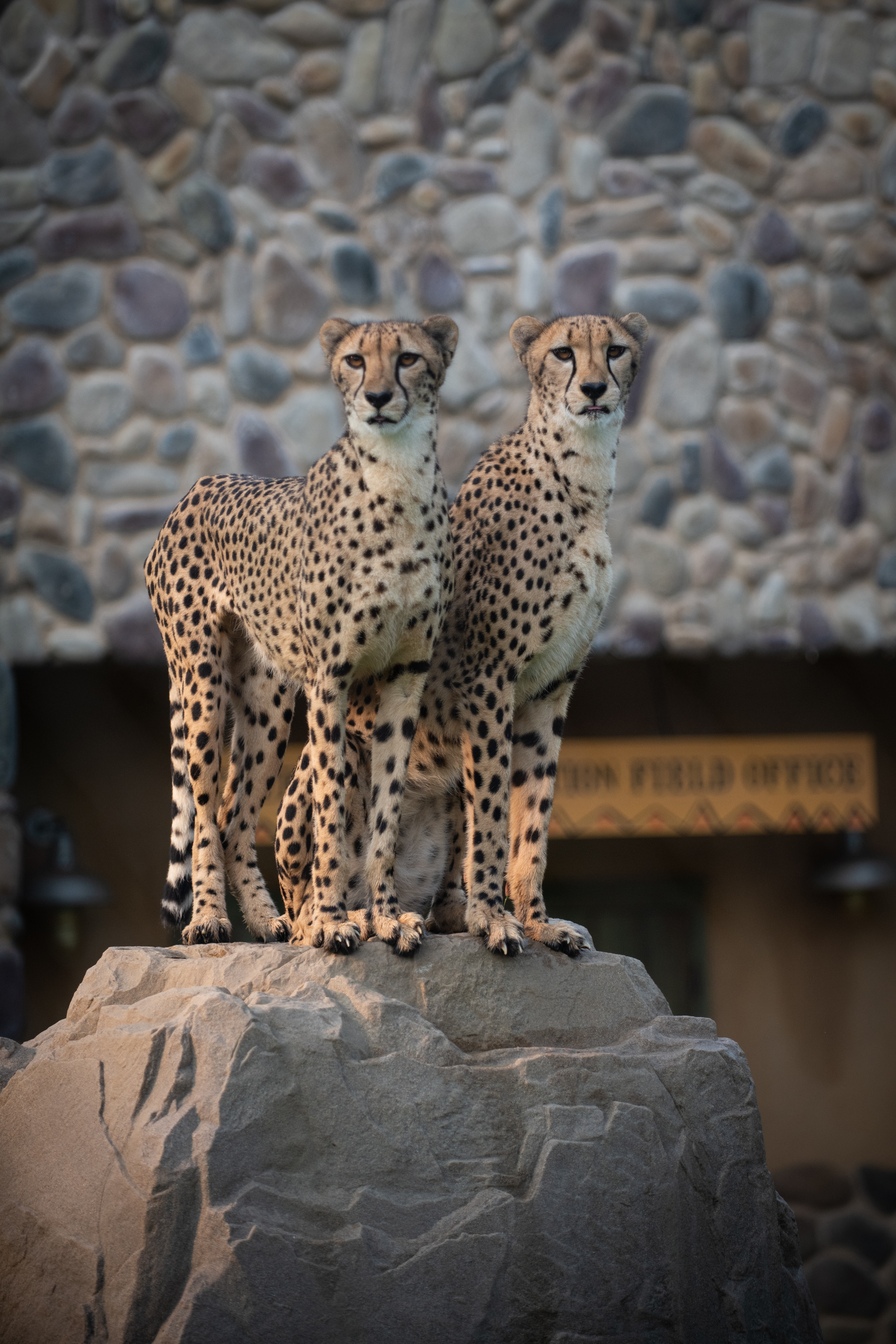 Cheetah | Columbus Zoo and Aquarium
